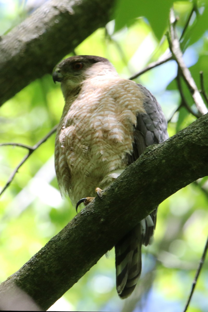 Cooper's Hawk - Jean-Marie Gauthier