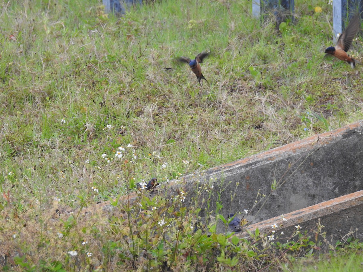 Barn Swallow - ML618914605