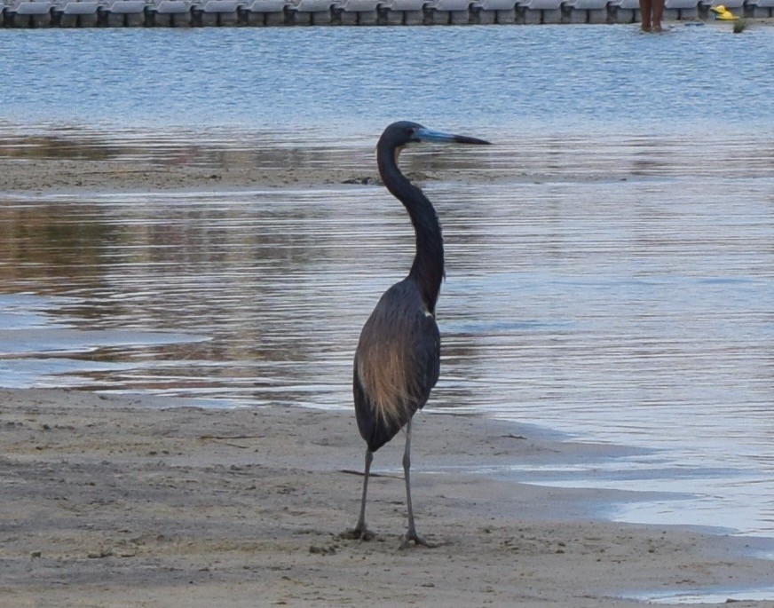 Little Blue Heron - ML618914615