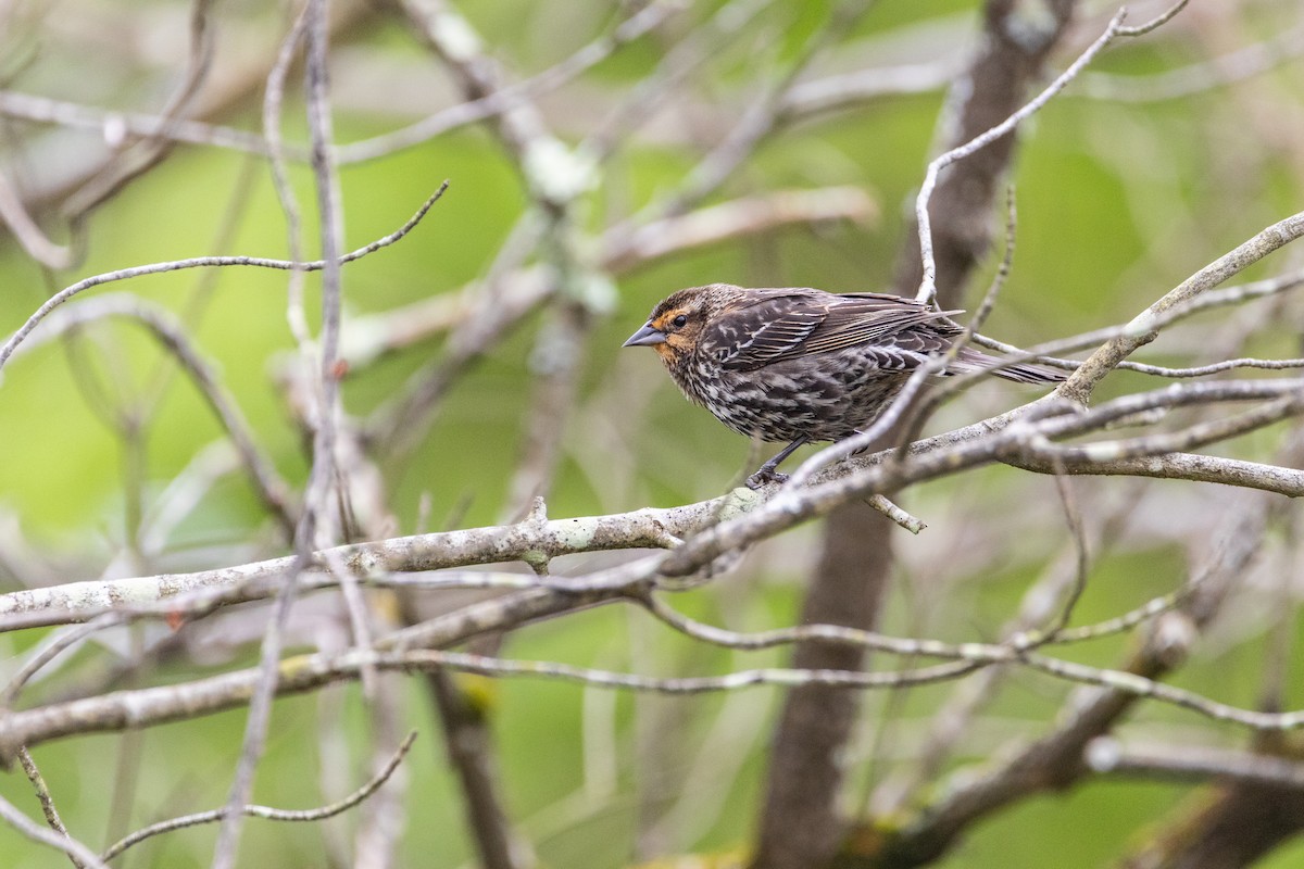 Red-winged Blackbird - ML618914618