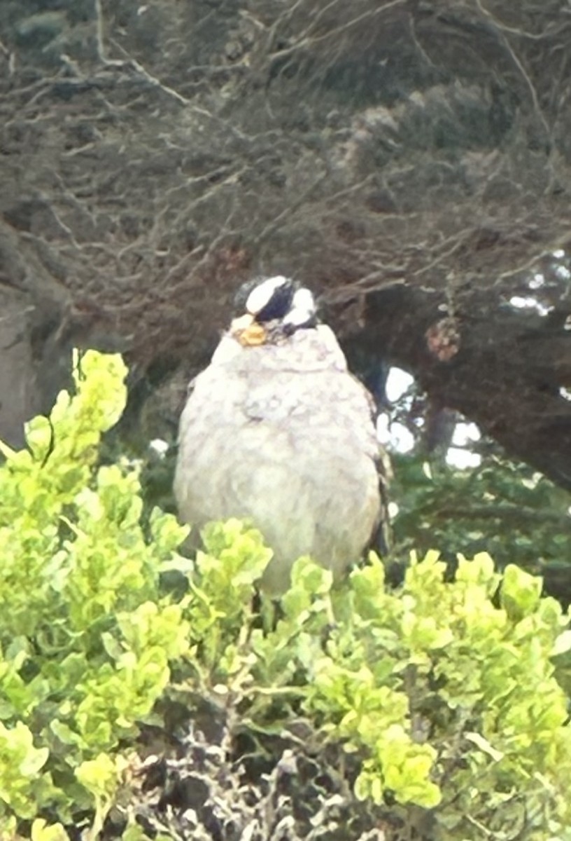White-crowned Sparrow - Lehman Ellis