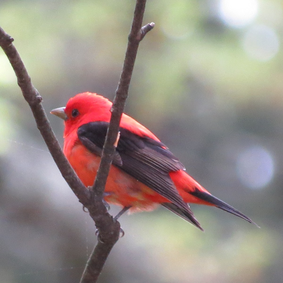 Scarlet Tanager - Kathryn Dia