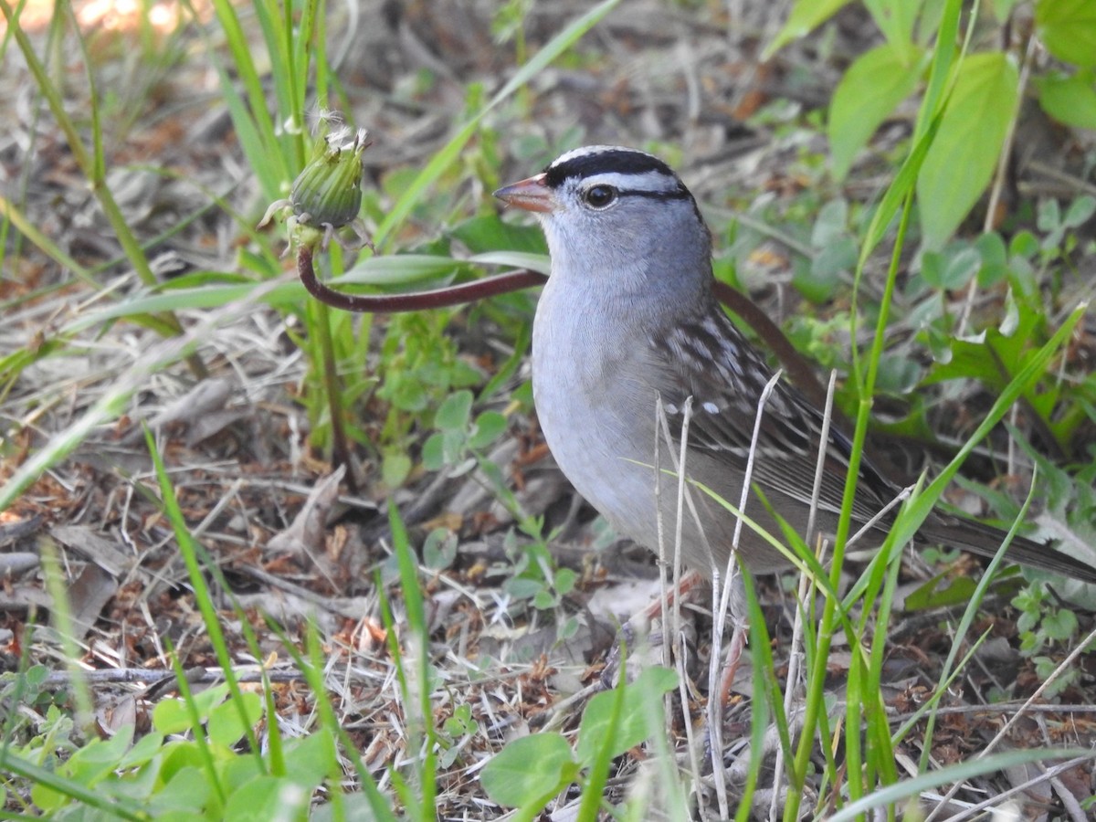 White-crowned Sparrow - Martha Beebe