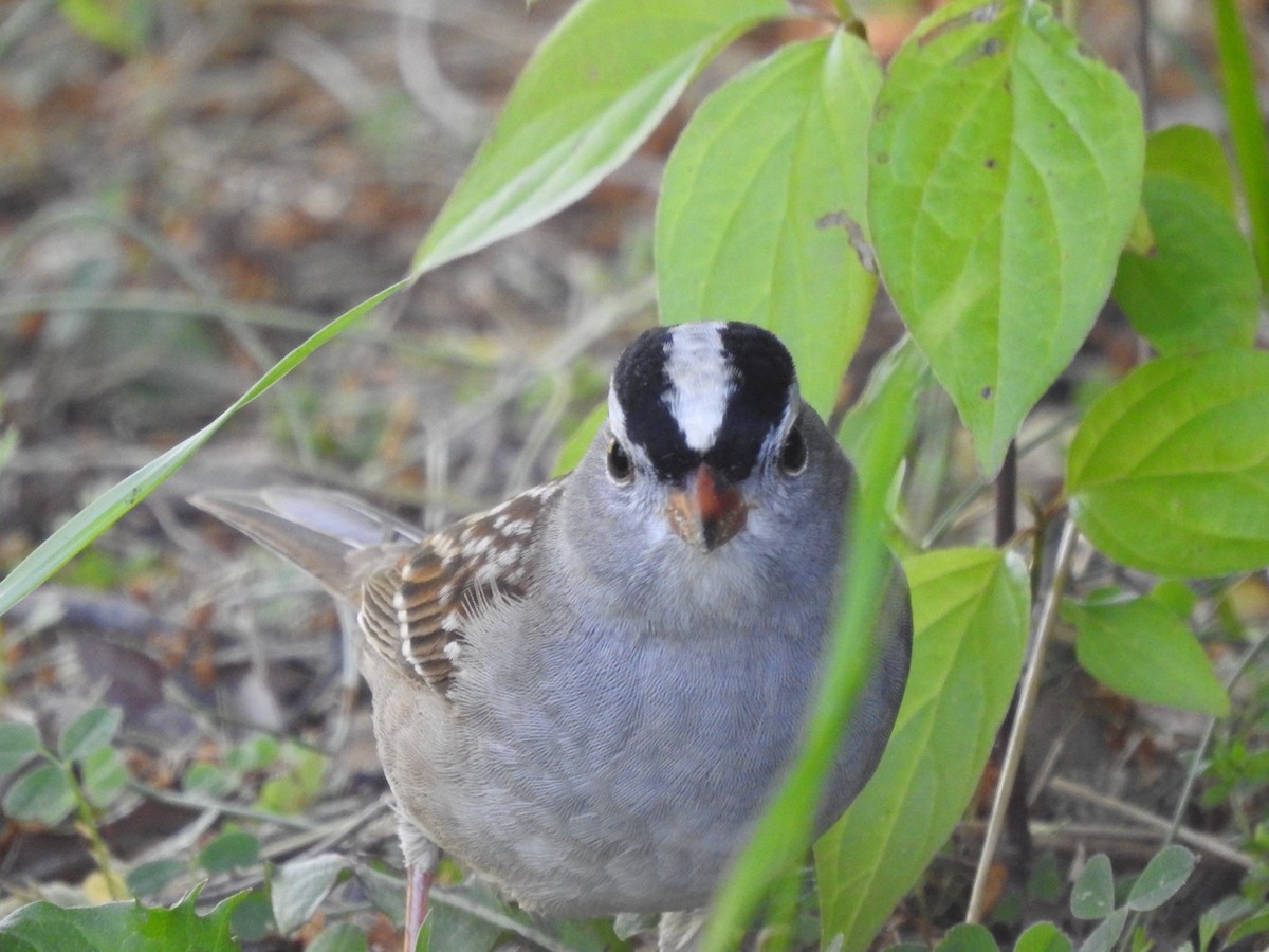 White-crowned Sparrow - Martha Beebe