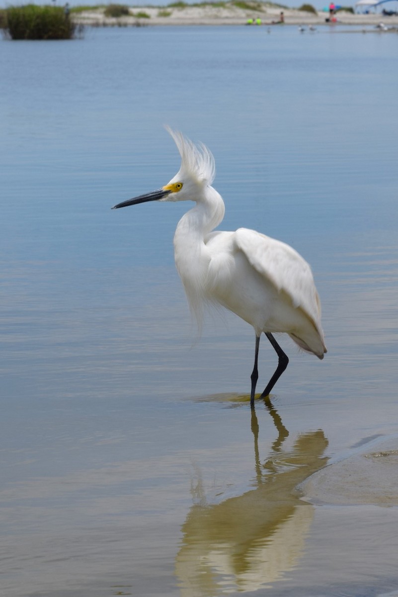 Snowy Egret - ML618914700