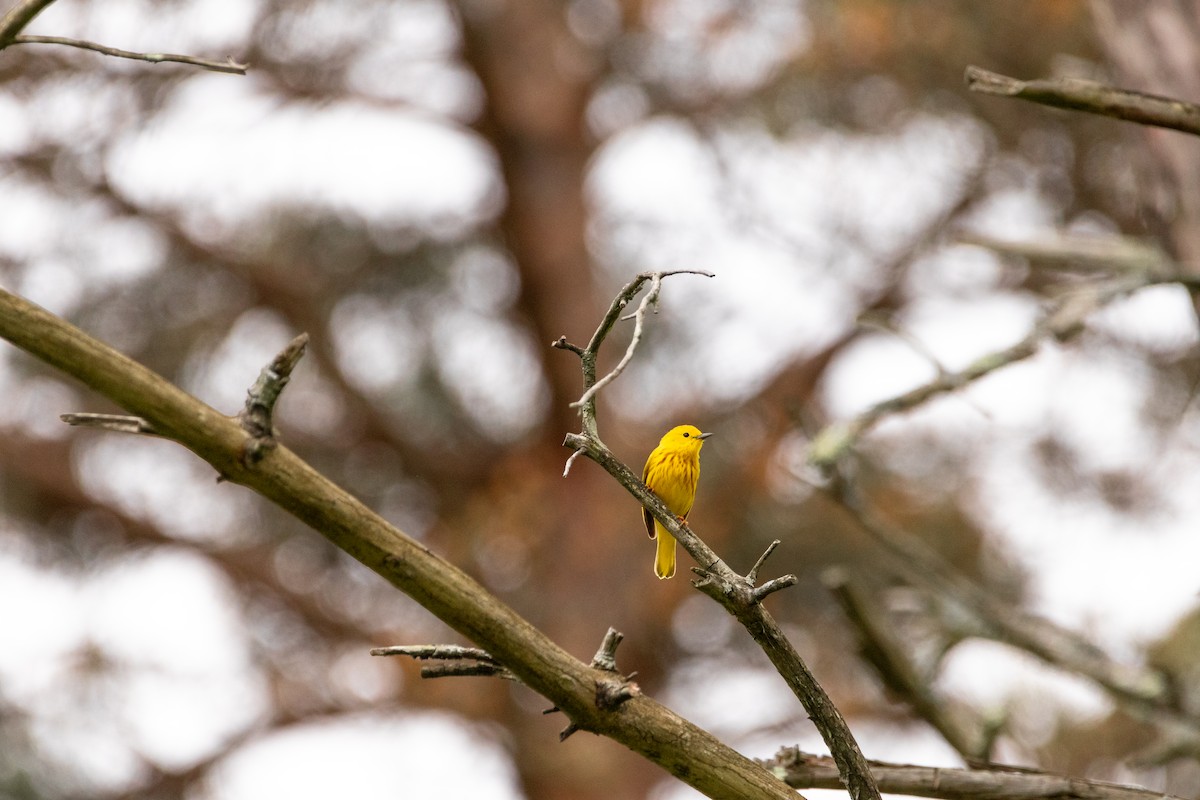 Yellow Warbler - Henry Rummel