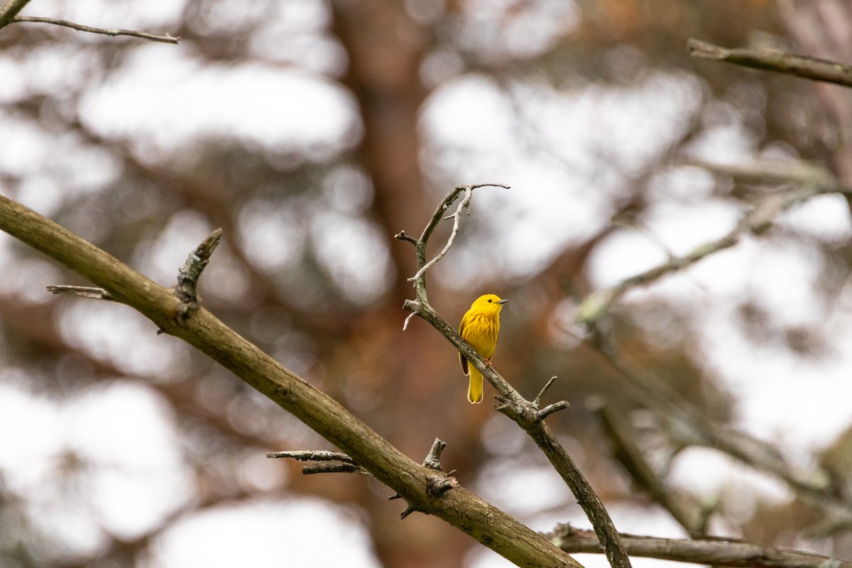 Paruline jaune - ML618914708