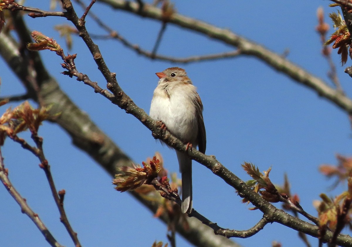 Field Sparrow - tom aversa