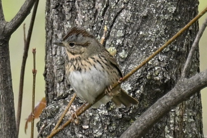 Lincoln's Sparrow - france dallaire