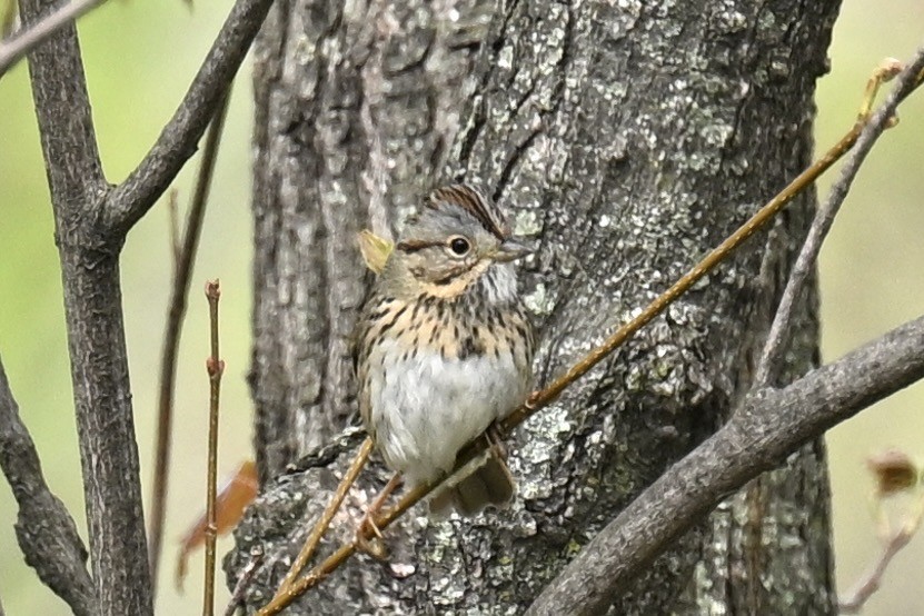 Lincoln's Sparrow - france dallaire