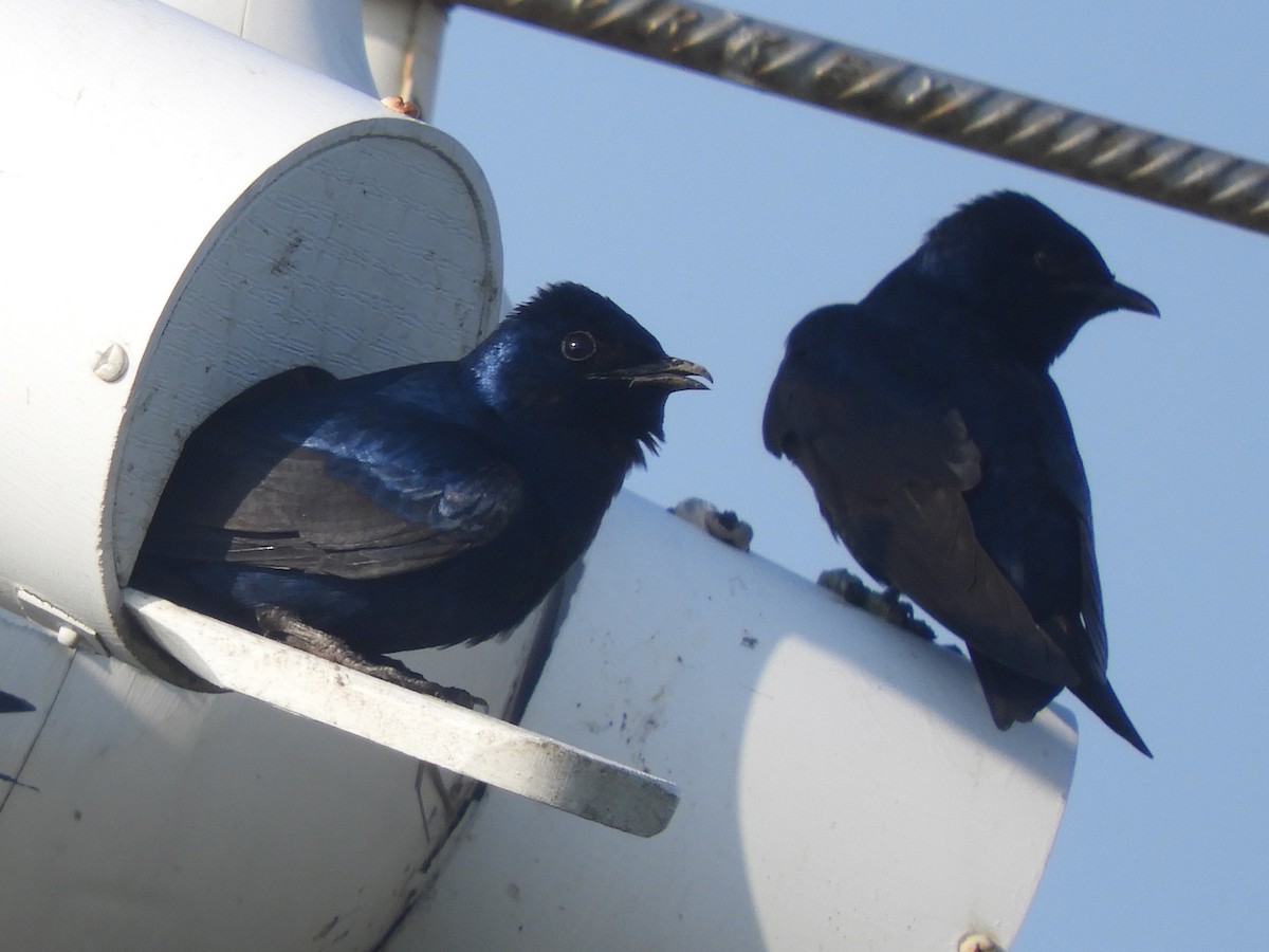 Purple Martin - Ben Springer