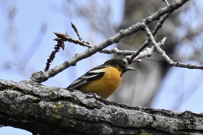 Baltimore Oriole - france dallaire