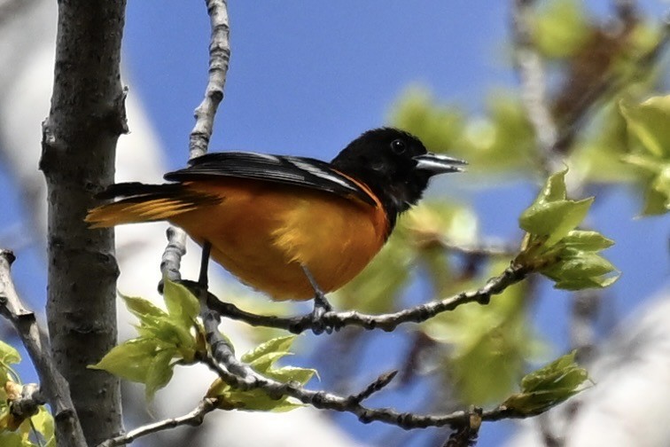 Oriole de Baltimore - ML618914765