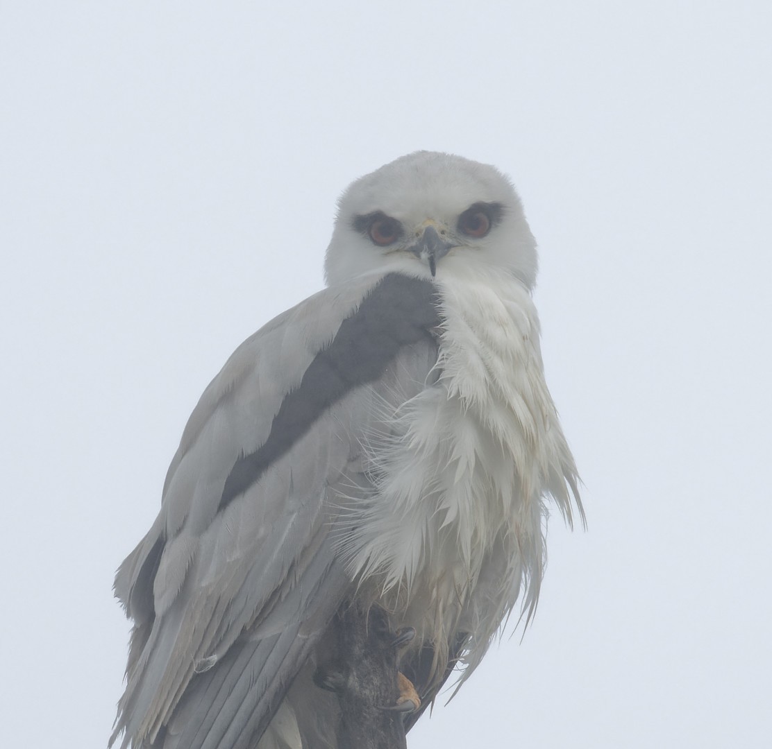 Black-shouldered Kite - Peter Bennet