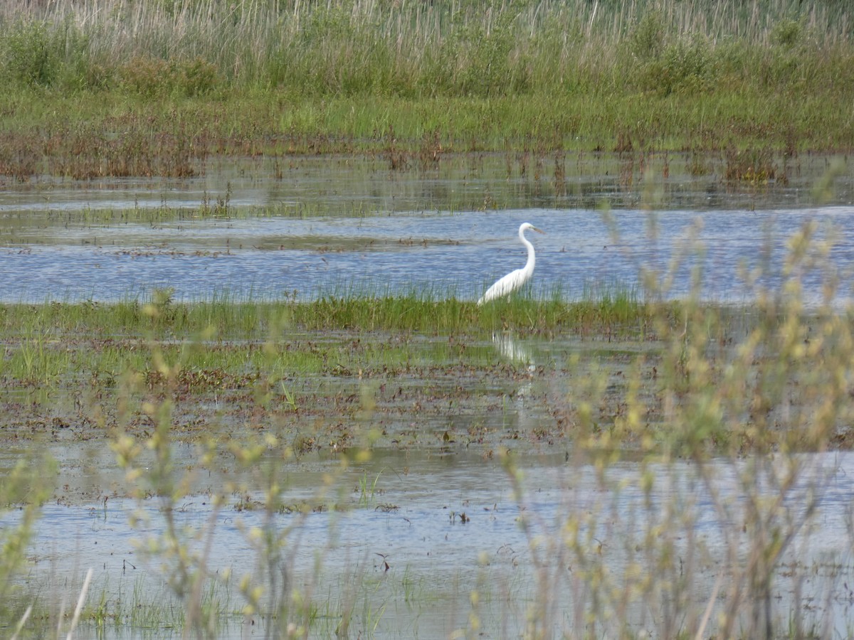 Great Egret - Jennifer Grande