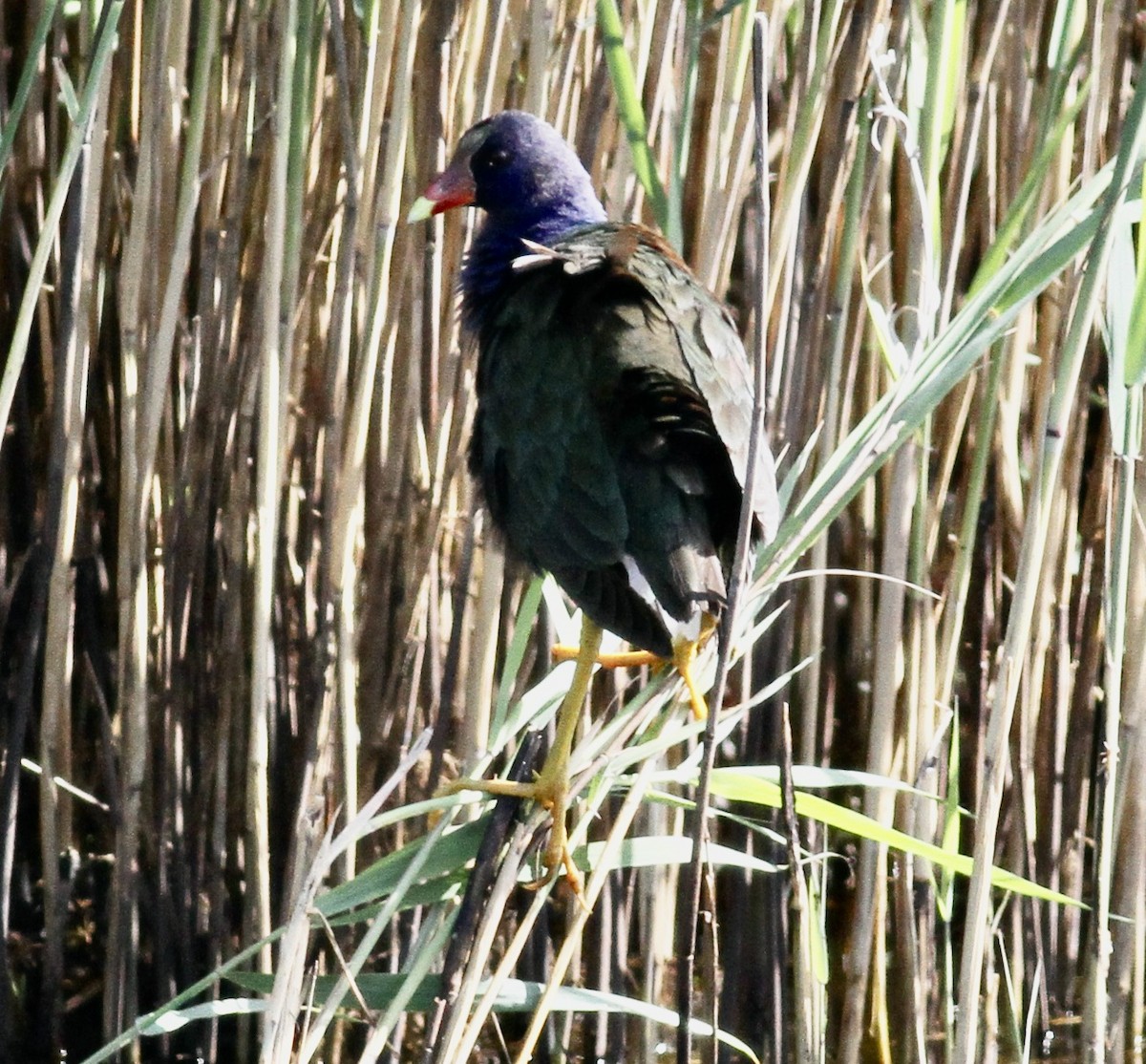 Purple Gallinule - ML618914777