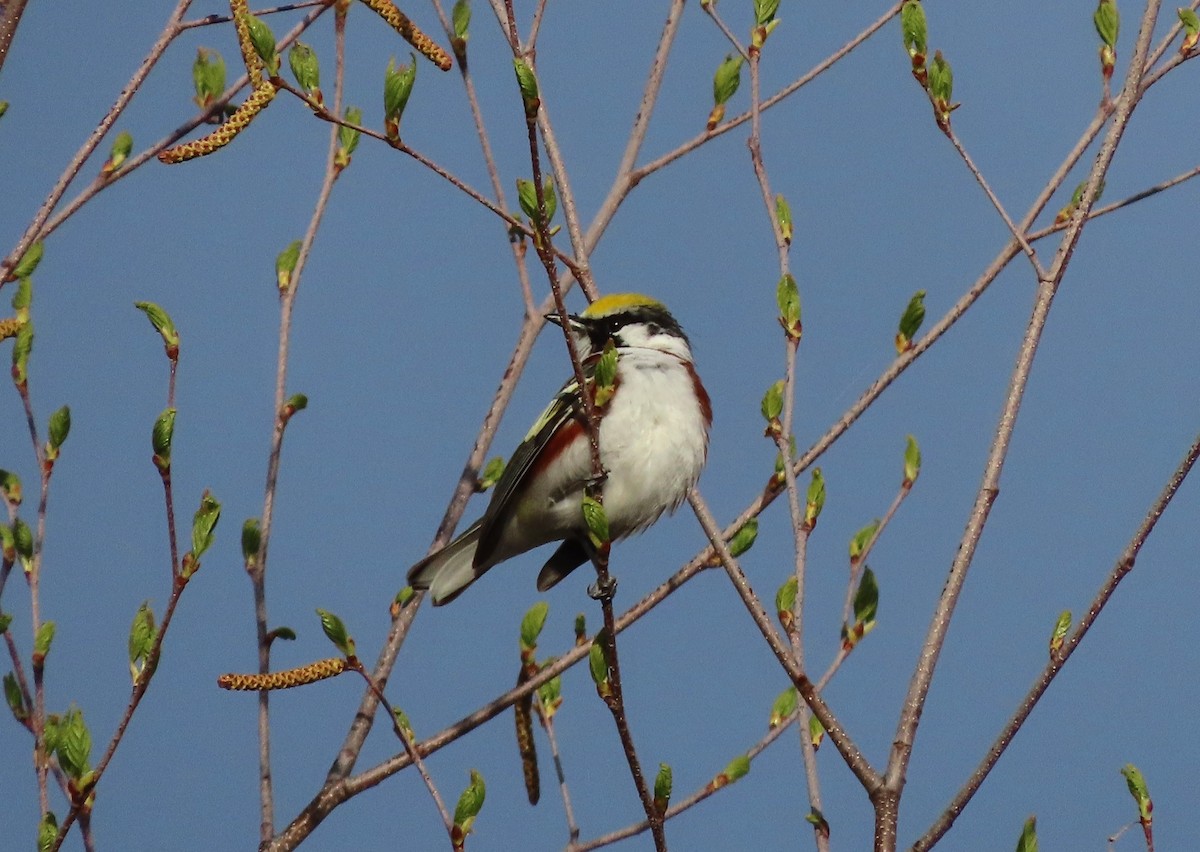 Chestnut-sided Warbler - tom aversa