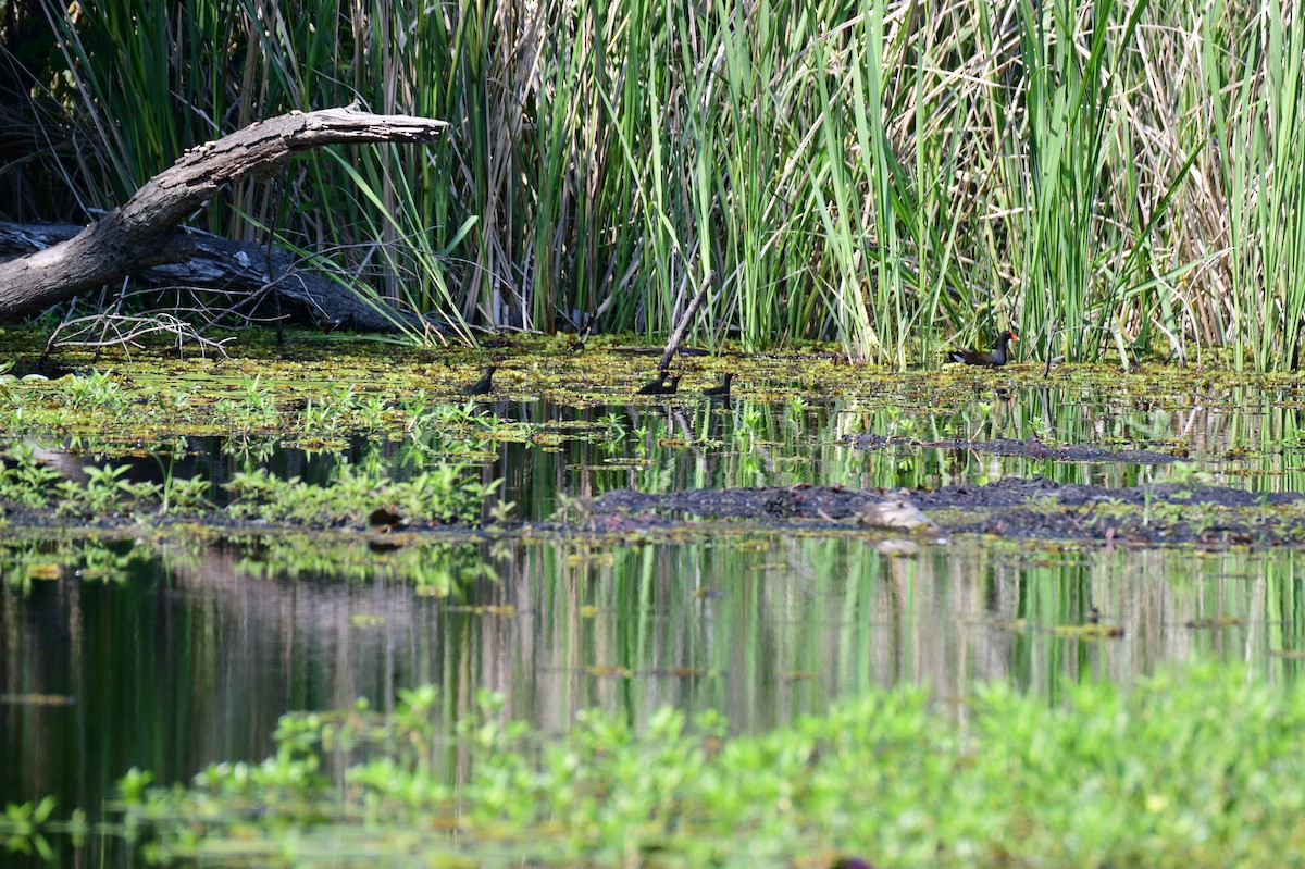 Common Gallinule - ML618914788