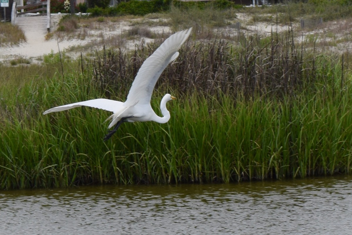 Great Egret - ML618914796