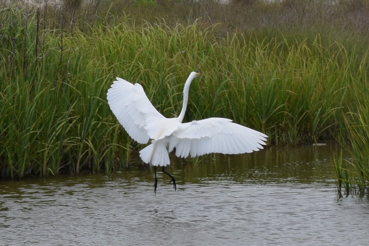 Great Egret - ML618914797