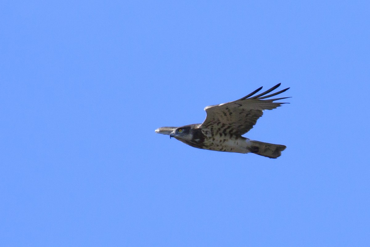 Short-toed Snake-Eagle - Mayca Martí