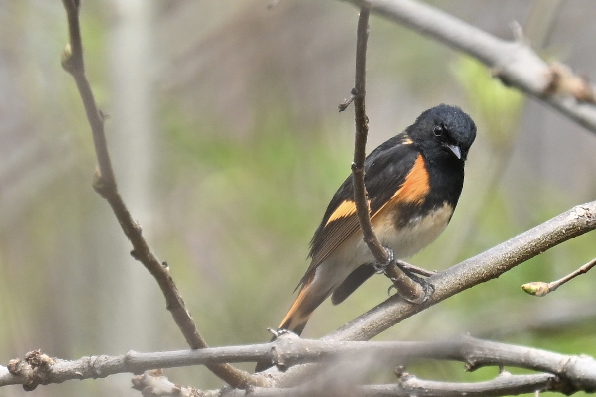 American Redstart - france dallaire