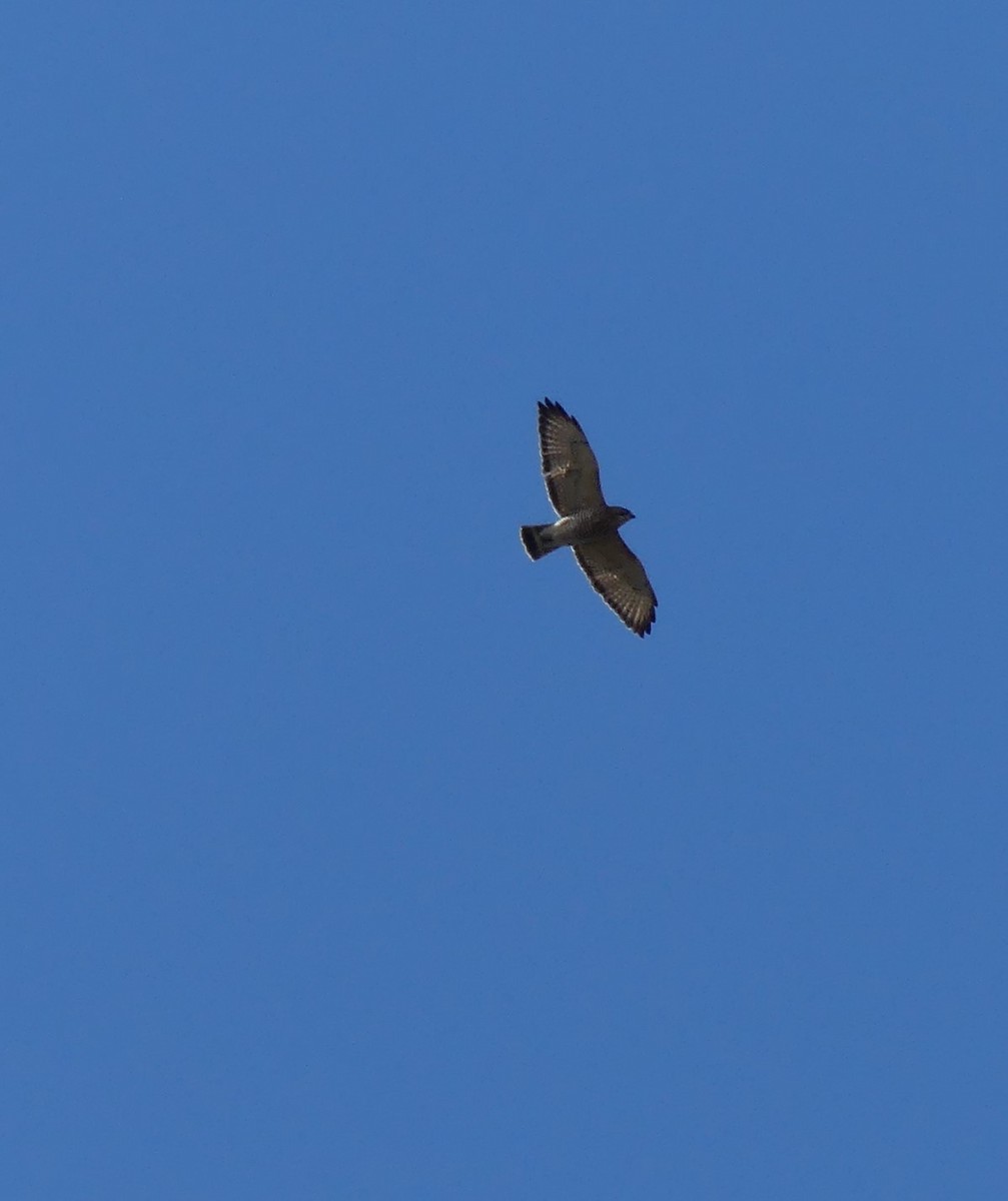 Broad-winged Hawk - Jacynthe Fortin