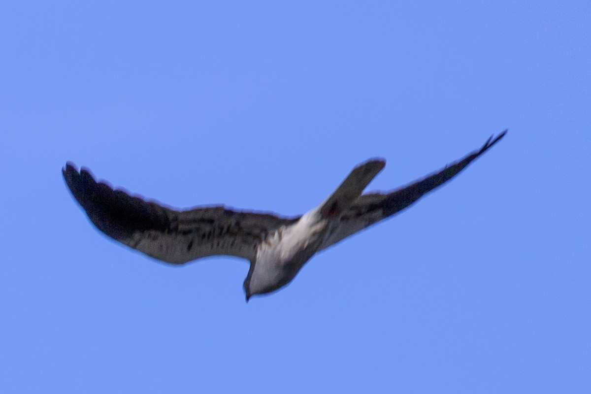 Montagu's Harrier - Mayca Martí