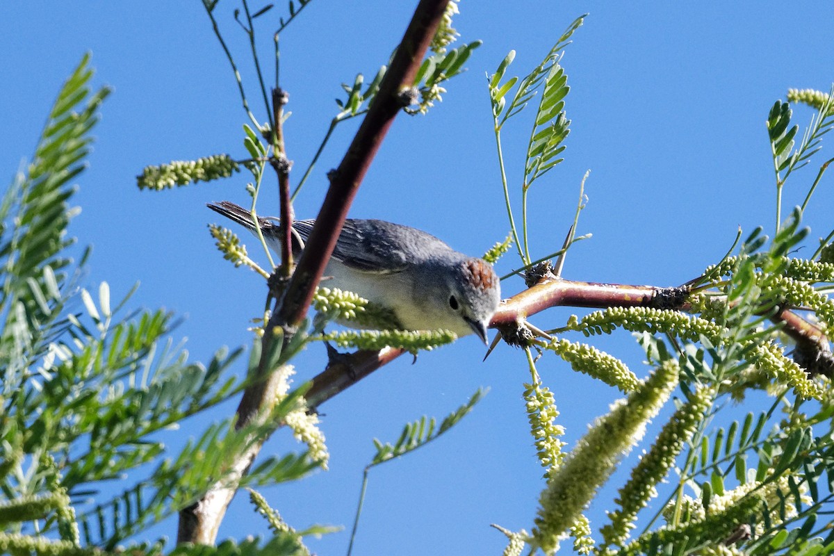 Lucy's Warbler - Scott Page