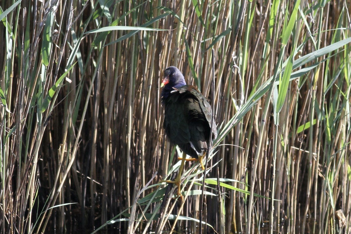 Purple Gallinule - Patricia Scanlon