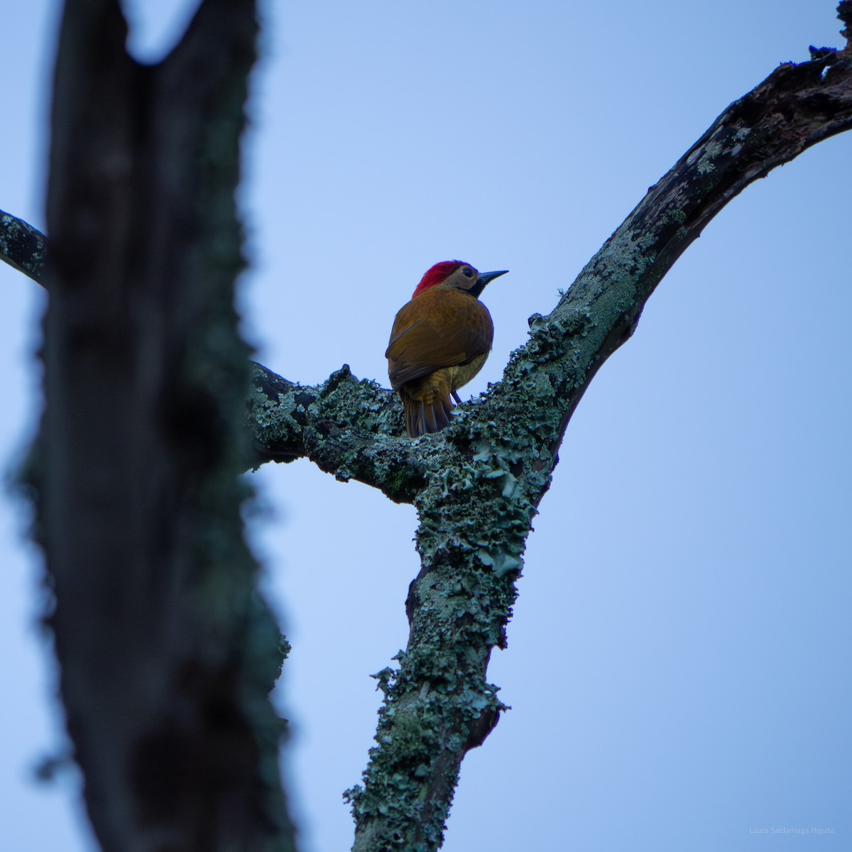 Golden-olive Woodpecker - La Juanita Casa Hotel Ecológico