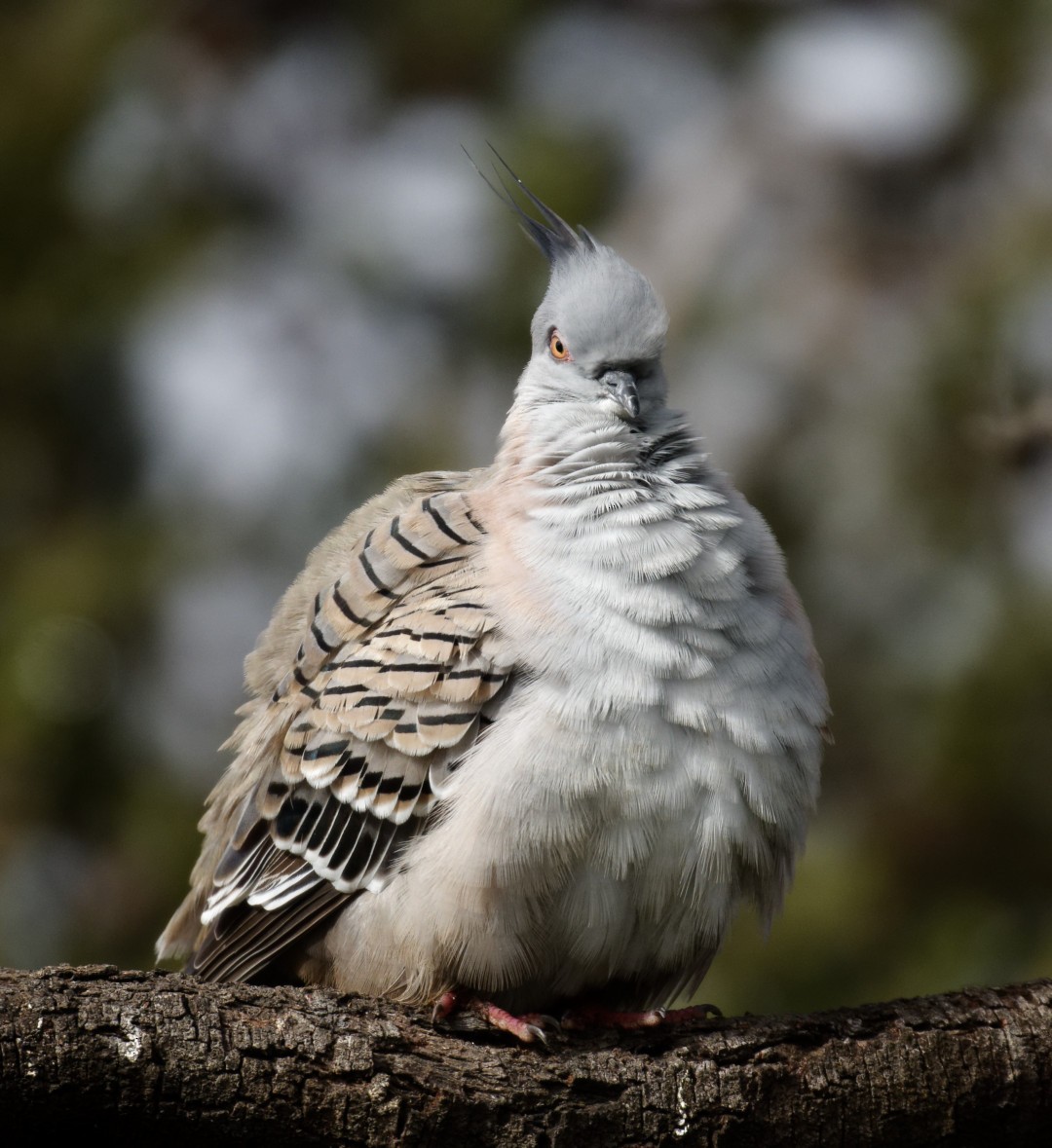 Crested Pigeon - Peter Bennet