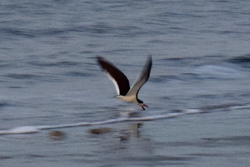 Black Skimmer - Nick Garnhart