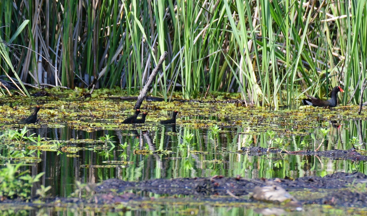 Common Gallinule - ML618914885