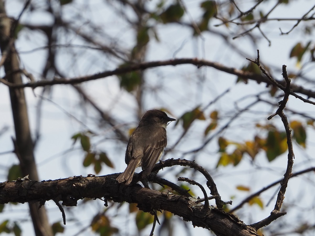 Eastern Phoebe - John Hiebert