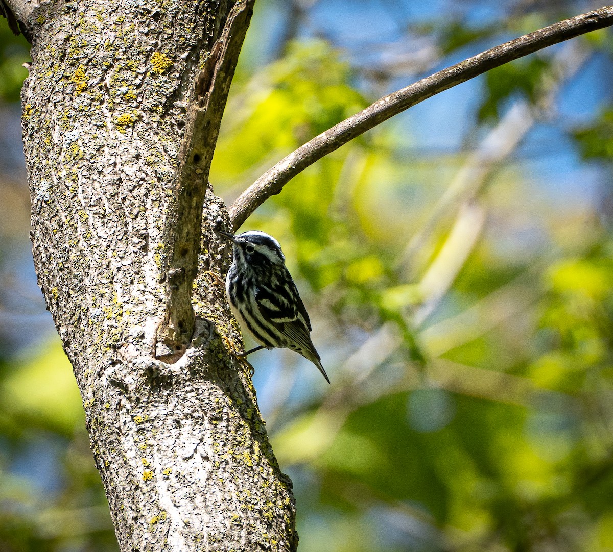 Black-and-white Warbler - ML618914901