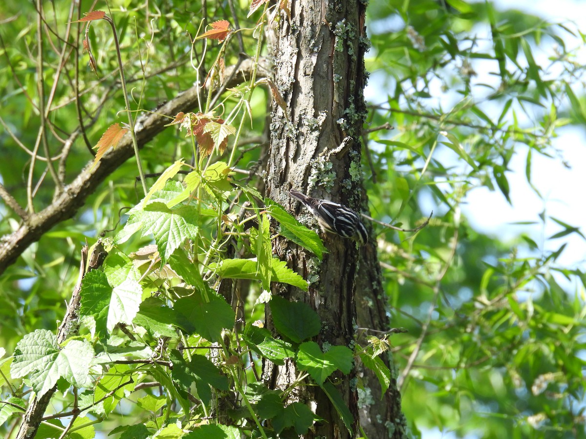 Black-and-white Warbler - Cynthia Nickerson