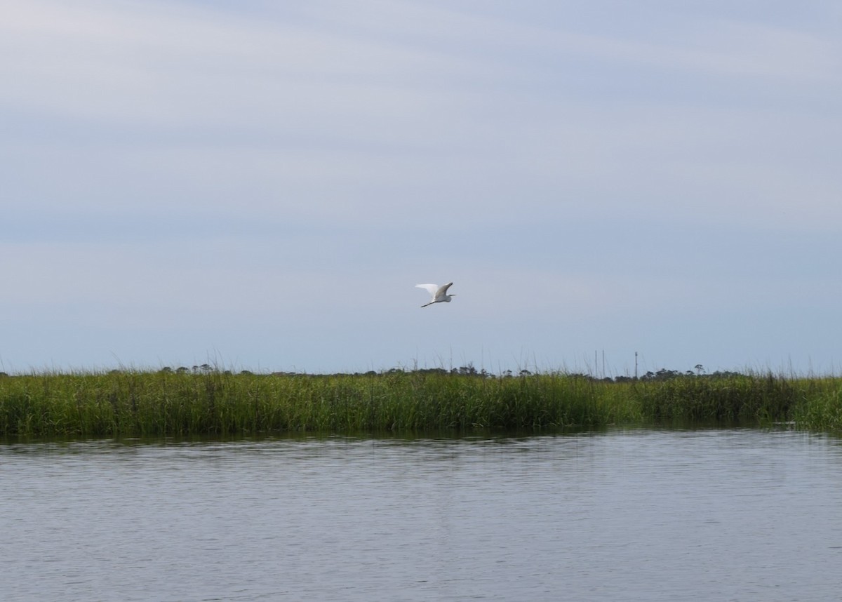 Great Egret - ML618914938