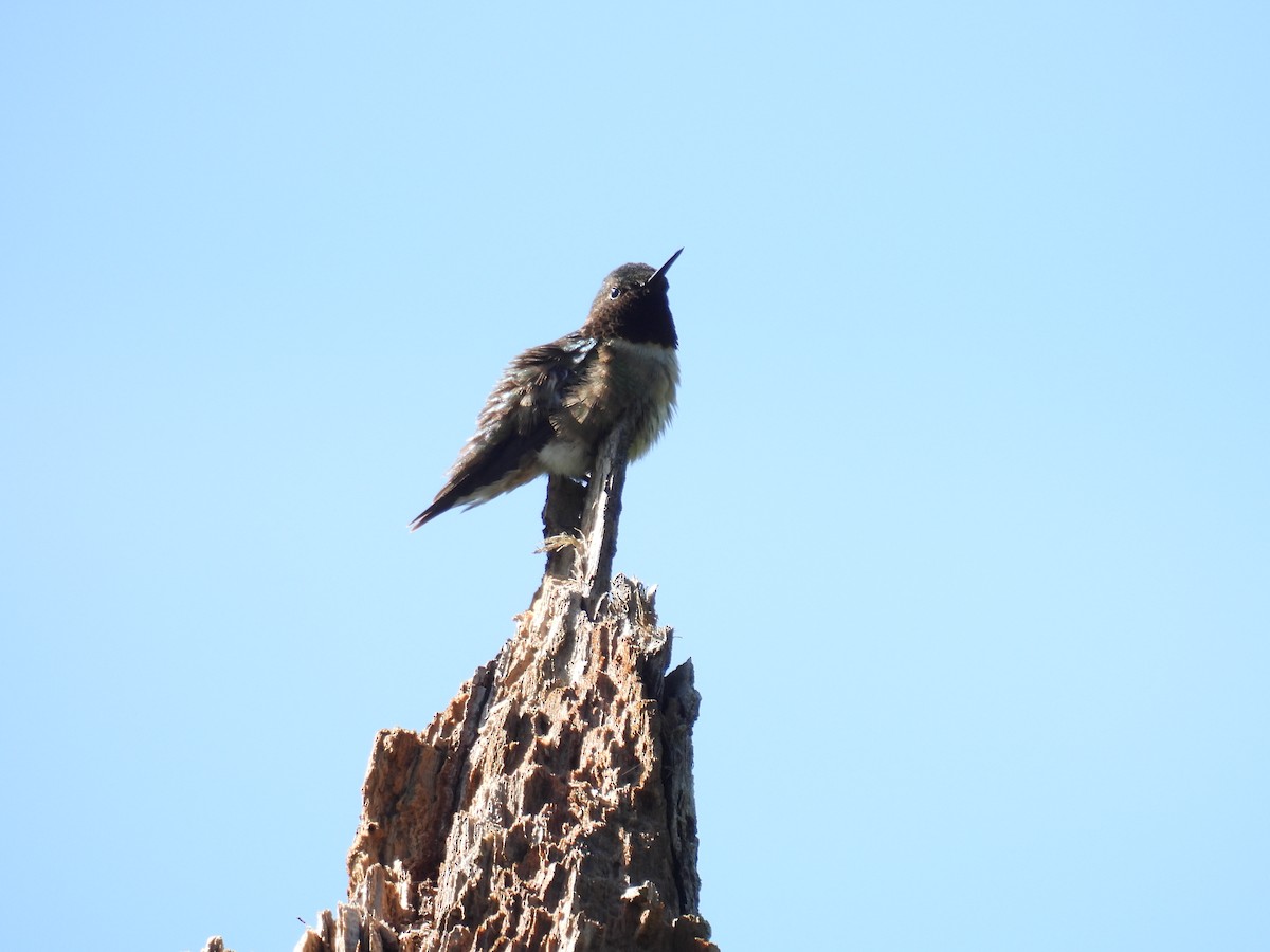 Ruby-throated Hummingbird - Cynthia Nickerson