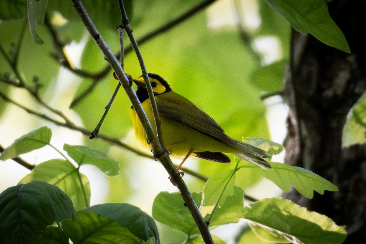 Hooded Warbler - William Smith