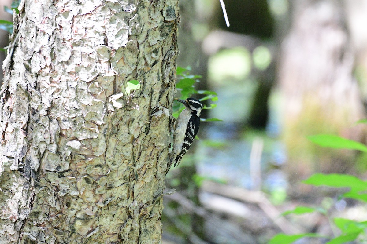 Downy/Hairy Woodpecker - ML618914960