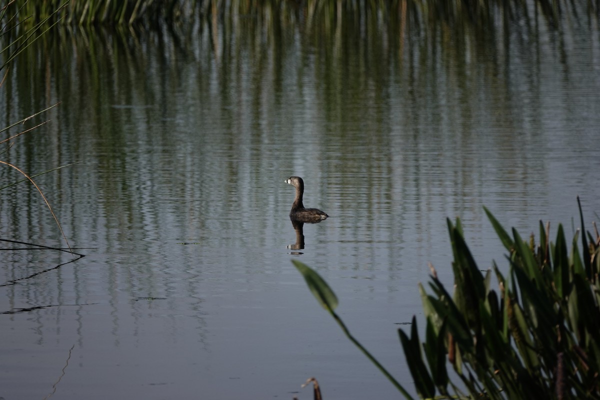 Pied-billed Grebe - David Rubenstein