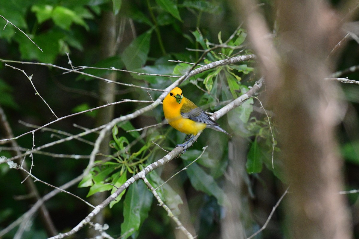 Prothonotary Warbler - ML618914990