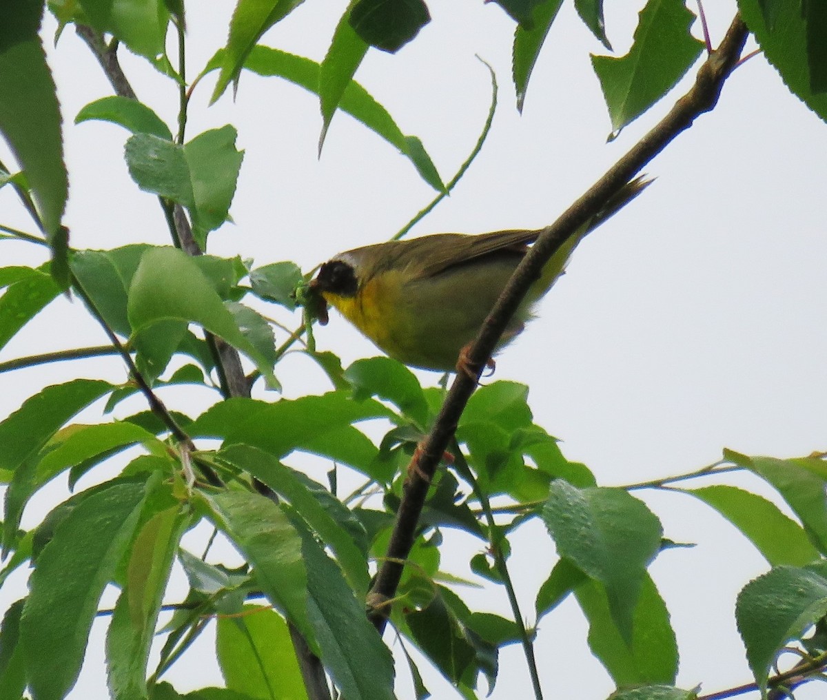 Common Yellowthroat - ML61891501
