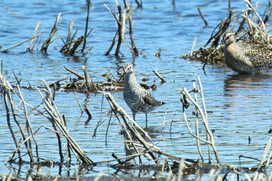 Stilt Sandpiper - ML618915023