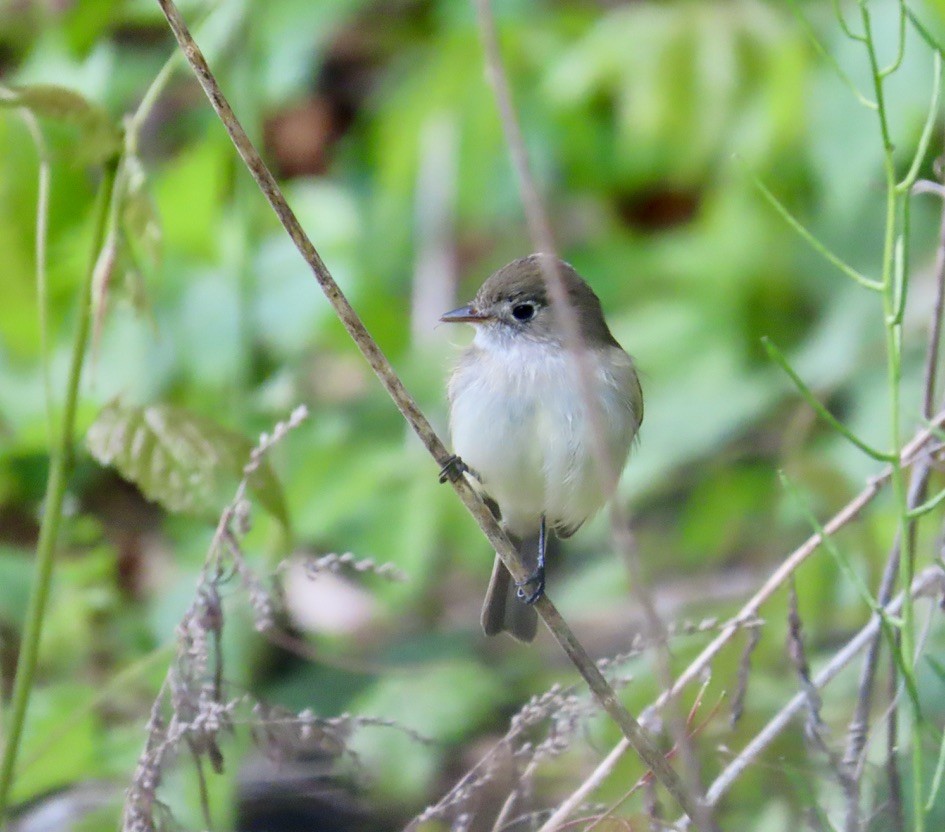 Alder/Willow Flycatcher (Traill's Flycatcher) - ML618915025