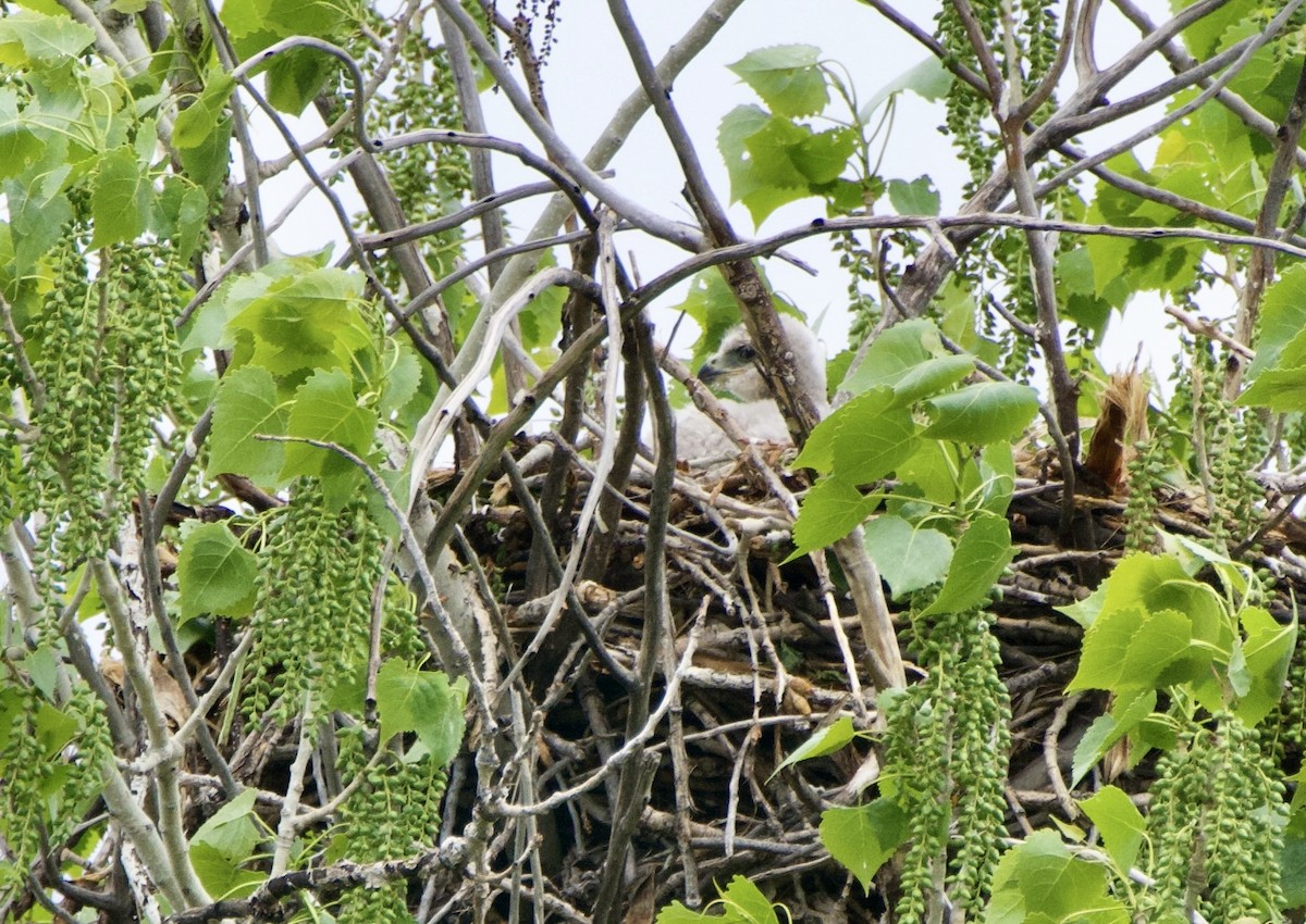 Red-tailed Hawk - John Arthur