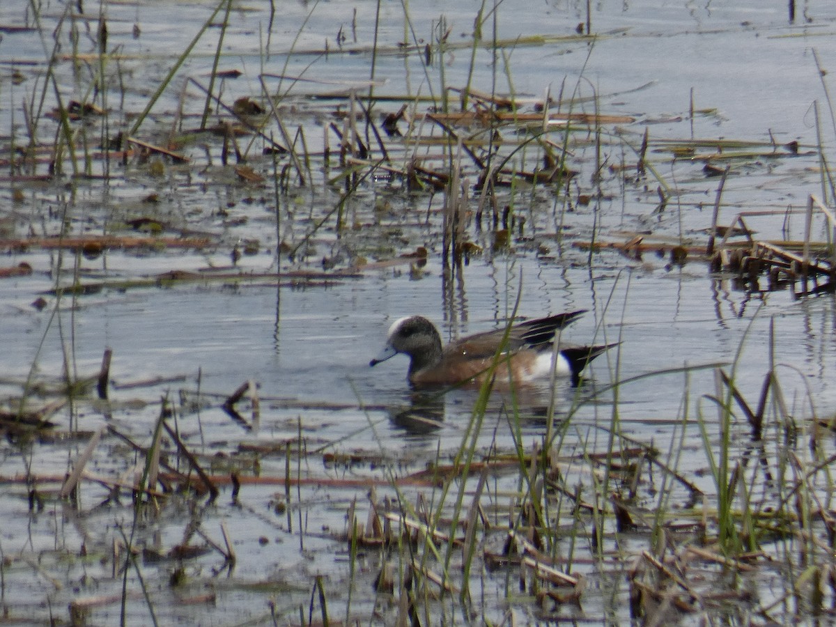 American Wigeon - Jennifer Grande