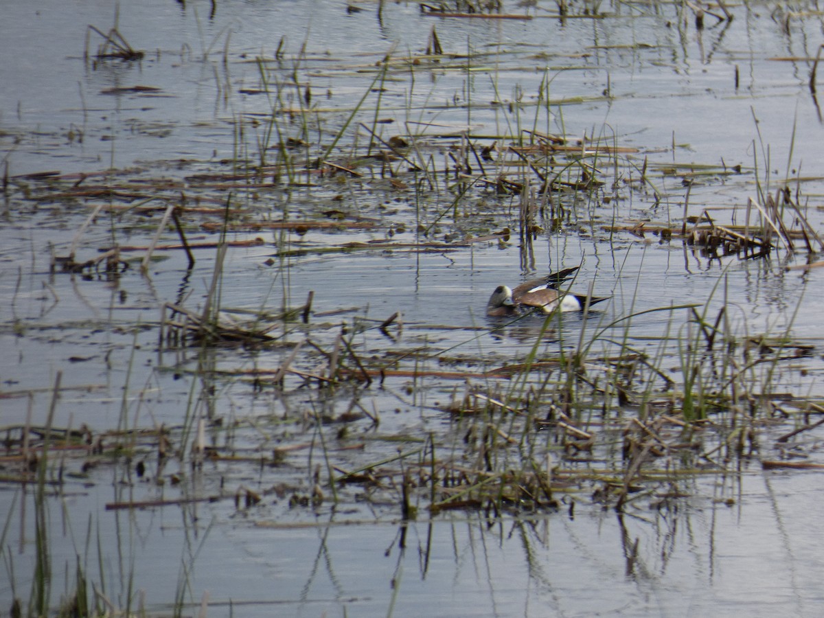 American Wigeon - Jennifer Grande