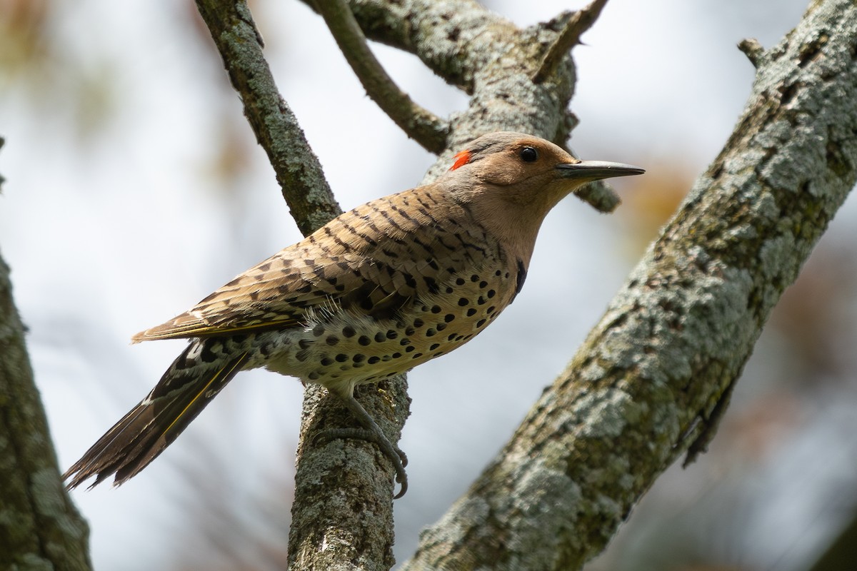 Northern Flicker - ML618915103